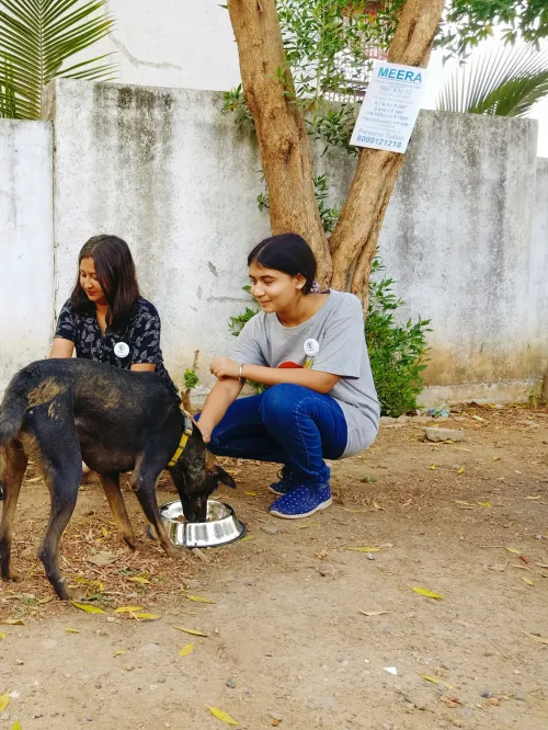 People feeding community dogs