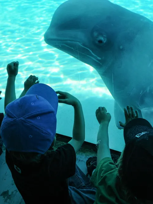 A beluga whale on display at Marineland. Marineland, Niagara Falls, Ontario, Canada, 2011.