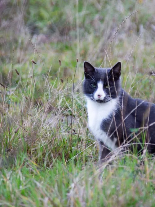 Cat sterilized in Germany