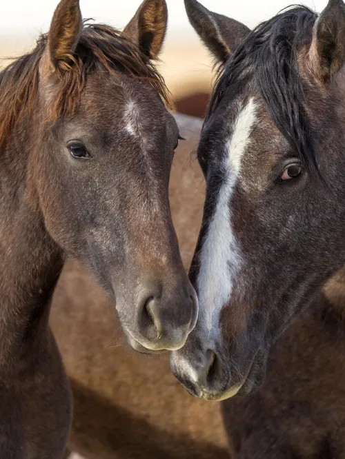 Happy horses stroll outdoors