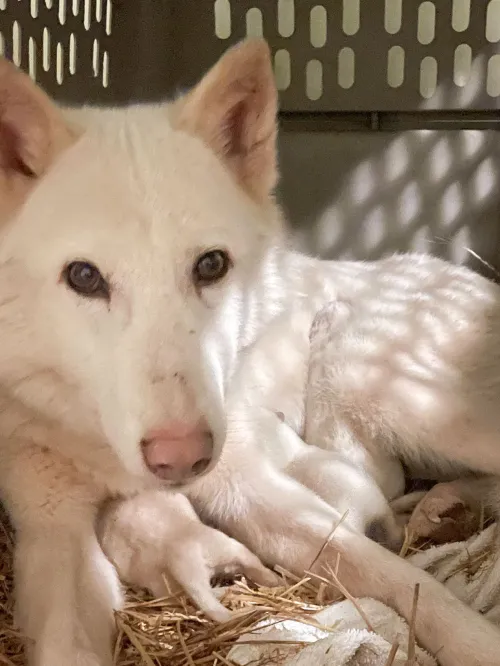 Rescued wolf-dog hybrid giving birth  