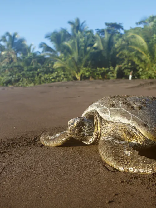 Green turtle on the beach, Tortuguero National Park, Limon Province, Costa Rica