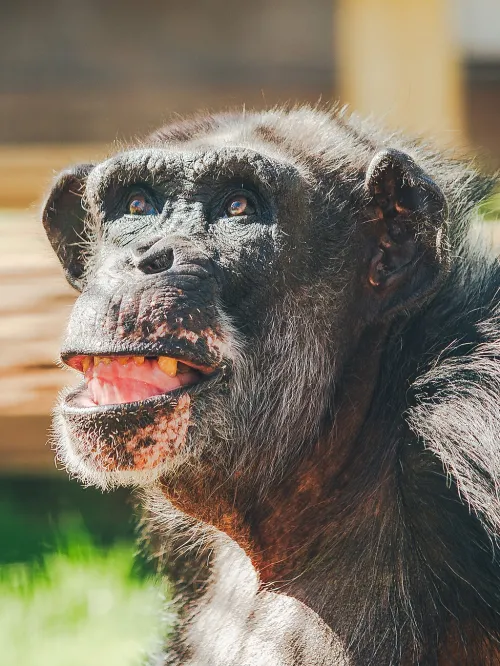 Al, a chimpanzee previously used in experiments at Alamogordo Primate Facility (APF) moved to Chimp Haven sanctuary in February 2025.