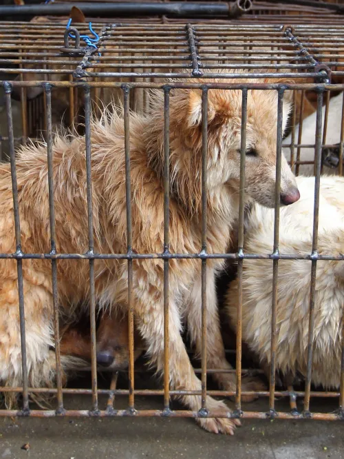 Dogs awaiting slaughter at the Yulin dog meat festival in China