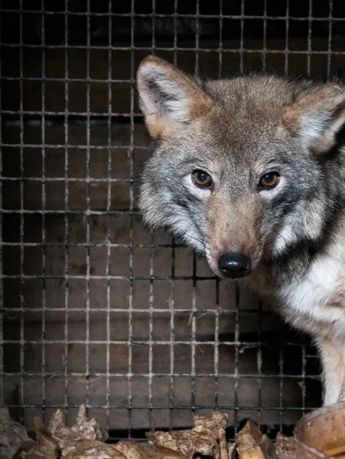 Humane World for Animals assists the Ashtabula County Commissioner's Office with the rescue of hundreds of foxes, raccoons, wolf-dog hybrids, skunks and coyotes from a fur and urine farm in Rome, Ohio.