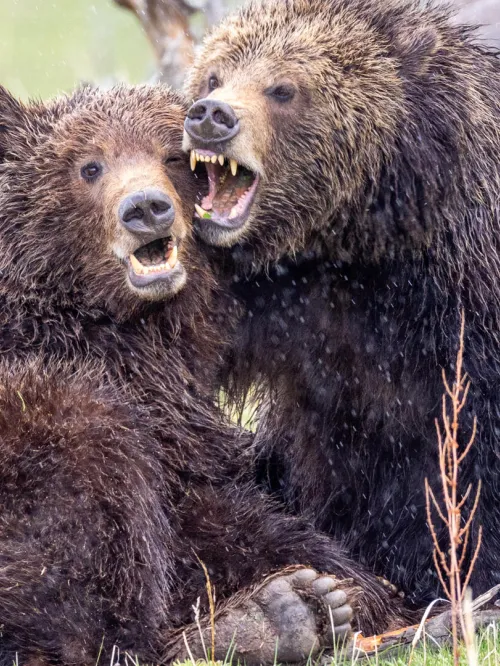 a couple of bears sit near each other