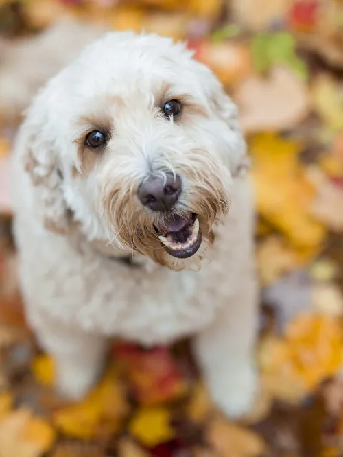 dog in leaves