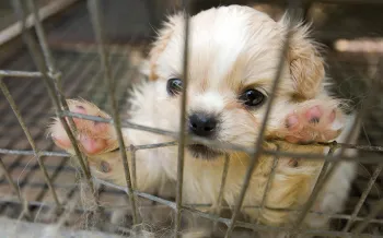 puppy mill rescue puppy