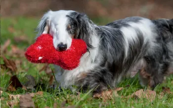 Corey, a blind dog, carries a red toy in his backyard