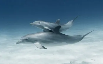 Dolphin and calf swimming in the ocean