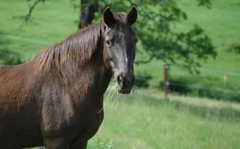 Horse at Duchess Sanctuary