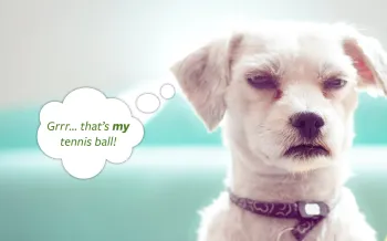 Photo illustration of a dog being possessive about his tennis ball
