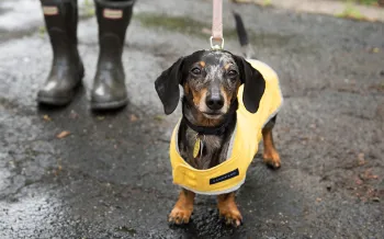Small dog wearing a rain jacket
