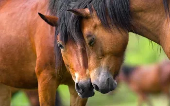 Two horses nuzzling each other