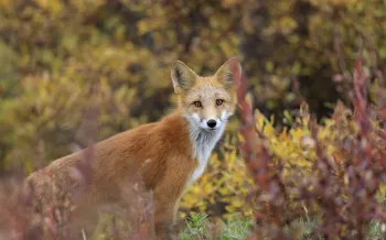 Wild red fox