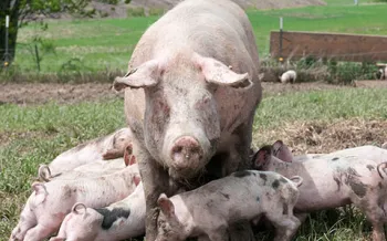 humanely raised pigs, outside