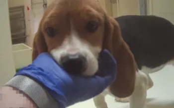 Undercover investigator holding sick puppies face in toxicology lab