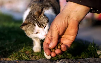 If you found a stray dog or cat, you might earn its trust with treats