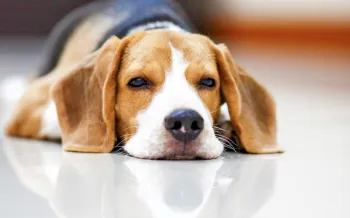 Beagle dog lying on the floor