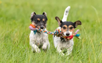 Two dogs play with the same rope toy