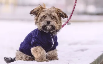 puppy sitting leashed on snowy wall