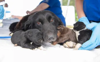 HSUS staff member with a dog and her puppies rescued from a large-scale alleged cruelty case at a puppy breeding operation in Hertford County, North Carolina.