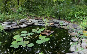 a naturalistic pond