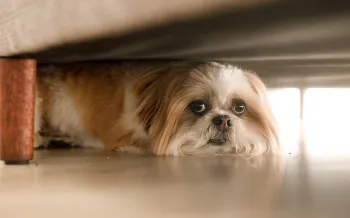 Small scared dog hiding under couch