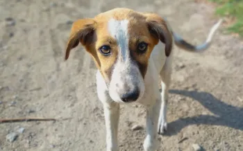 Sad homeless dog looks at camera