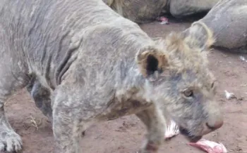 A young lion kept captive for cub petting has patchy, thin fur