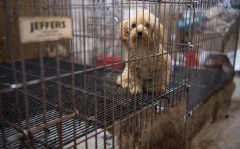 Puppy mill investigation