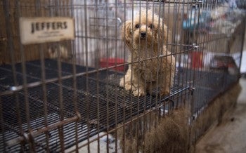 Puppy mill investigation