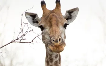 A giraffe's head and neck, with its distinctive pattern, and a bare branch extending into the frame from the left