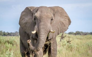 African elephant standing in a field