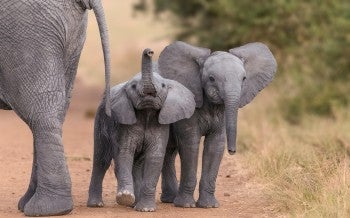 Young elephants walking in the wild