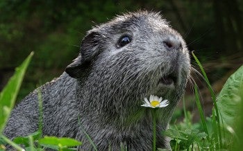 A guinea pig rests in a patch of grass