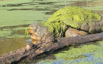 alligator snapping turtle nicknamed “the kraken” surfaces in a sanctuary pond