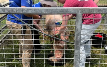 Distracting her with favorite foods, sanctuary staff bathe Maggie before applying lotion to treat skin cancer farmed pigs like her often develop