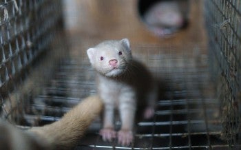 Mink stands in a wire cage