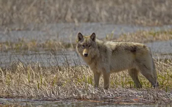 A wolf stands in an open field