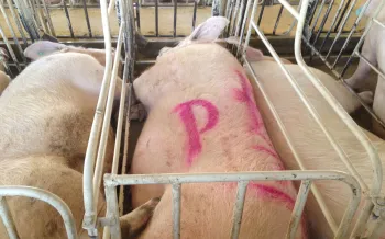 Pigs confined in cramped conditions at a breeding facility