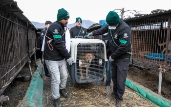 The HSI Animal Rescue Team rescues a dog at a dog meat farm in Asan, South Korea