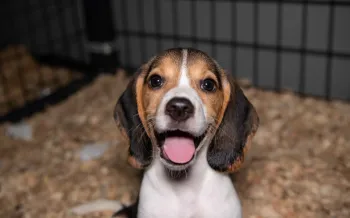 A puppy standing in an enclosure