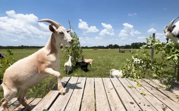 A goat steps onto a platform