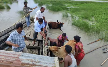 Animals saved after Assam floods
