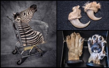 Collage of photographs featuring objects made from trophy hunting
