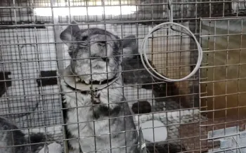 Chinchilla on Romanian fur farm