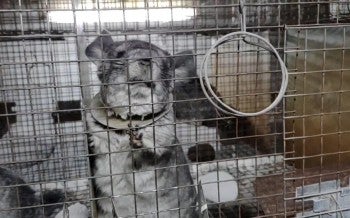 Chinchilla on Romanian fur farm