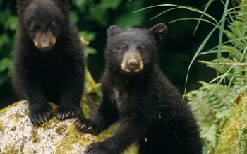 Two bear cubs in the wild