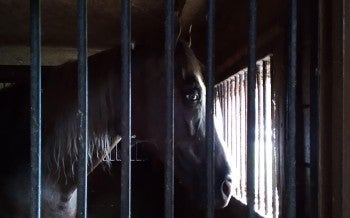 A horse standing in a stall